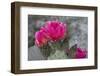 Beavertail Cactus in Bloom, Anza-Borrego Desert State Park, California, Usa-John Barger-Framed Photographic Print