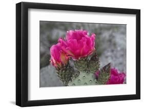 Beavertail Cactus in Bloom, Anza-Borrego Desert State Park, California, Usa-John Barger-Framed Photographic Print