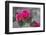 Beavertail Cactus in Bloom, Anza-Borrego Desert State Park, California, Usa-John Barger-Framed Photographic Print