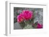 Beavertail Cactus in Bloom, Anza-Borrego Desert State Park, California, Usa-John Barger-Framed Photographic Print