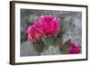 Beavertail Cactus in Bloom, Anza-Borrego Desert State Park, California, Usa-John Barger-Framed Photographic Print