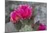 Beavertail Cactus in Bloom, Anza-Borrego Desert State Park, California, Usa-John Barger-Mounted Photographic Print