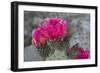 Beavertail Cactus in Bloom, Anza-Borrego Desert State Park, California, Usa-John Barger-Framed Photographic Print