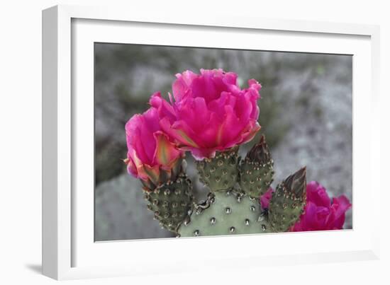 Beavertail Cactus in Bloom, Anza-Borrego Desert State Park, California, Usa-John Barger-Framed Photographic Print