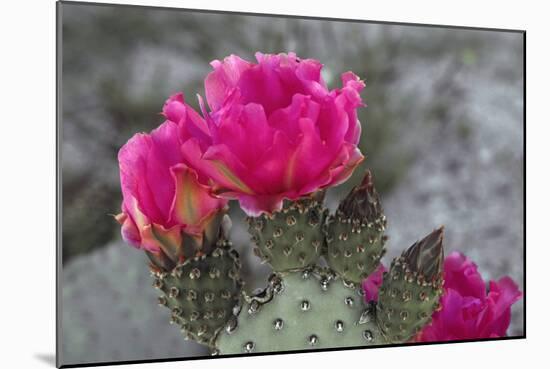 Beavertail Cactus in Bloom, Anza-Borrego Desert State Park, California, Usa-John Barger-Mounted Photographic Print