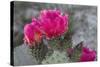 Beavertail Cactus in Bloom, Anza-Borrego Desert State Park, California, Usa-John Barger-Stretched Canvas