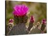 Beavertail Cactus in Bloom, Mojave National Preserve, California, Usa-Rob Sheppard-Stretched Canvas