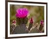 Beavertail Cactus in Bloom, Mojave National Preserve, California, Usa-Rob Sheppard-Framed Photographic Print