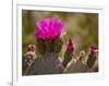 Beavertail Cactus in Bloom, Mojave National Preserve, California, Usa-Rob Sheppard-Framed Photographic Print