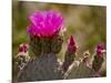 Beavertail Cactus in Bloom, Mojave National Preserve, California, Usa-Rob Sheppard-Mounted Photographic Print