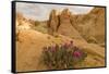 Beavertail Cactus, Valley of Fire State Park, Whitney Pockets, Nevada-Howie Garber-Framed Stretched Canvas