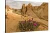 Beavertail Cactus, Valley of Fire State Park, Whitney Pockets, Nevada-Howie Garber-Stretched Canvas