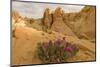 Beavertail Cactus, Valley of Fire State Park, Whitney Pockets, Nevada-Howie Garber-Mounted Photographic Print