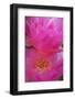 Beavertail Prickly Pear cactus flower, Phoenix, Arizona-Adam Jones-Framed Photographic Print