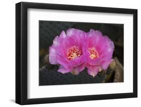 Beavertail Prickly Pear cactus flower, Phoenix, Arizona-Adam Jones-Framed Photographic Print