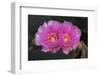 Beavertail Prickly Pear cactus flower, Phoenix, Arizona-Adam Jones-Framed Photographic Print