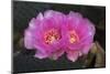 Beavertail Prickly Pear cactus flower, Phoenix, Arizona-Adam Jones-Mounted Photographic Print