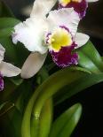 The Cattleya Orchid-Bebeto Matthews-Photographic Print