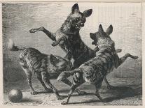 Three Jackals Playing Together-Beckman-Mounted Art Print