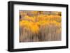 Beckwith Aspens-J.C. Leacock-Framed Photographic Print