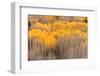 Beckwith Aspens-J.C. Leacock-Framed Photographic Print