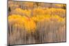 Beckwith Aspens-J.C. Leacock-Mounted Photographic Print