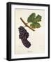 Beclan Grape-J. Troncy-Framed Giclee Print