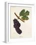 Beclan Grape-J. Troncy-Framed Giclee Print