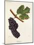 Beclan Grape-J. Troncy-Mounted Giclee Print