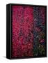 Bed of Flowers-Doug Chinnery-Framed Stretched Canvas