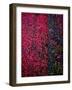 Bed of Flowers-Doug Chinnery-Framed Photographic Print