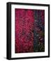 Bed of Flowers-Doug Chinnery-Framed Photographic Print