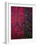 Bed of Flowers-Doug Chinnery-Framed Photographic Print