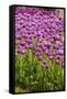 Bed of Purple Tulip Flowers-Richard T. Nowitz-Framed Stretched Canvas