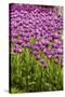 Bed of Purple Tulip Flowers-Richard T. Nowitz-Stretched Canvas