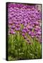 Bed of Purple Tulip Flowers-Richard T. Nowitz-Framed Stretched Canvas