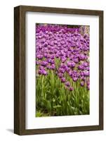 Bed of Purple Tulip Flowers-Richard T. Nowitz-Framed Photographic Print