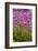 Bed of Purple Tulip Flowers-Richard T. Nowitz-Framed Photographic Print