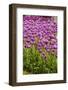 Bed of Purple Tulip Flowers-Richard T. Nowitz-Framed Photographic Print