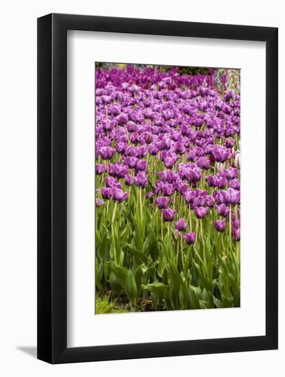 Bed of Purple Tulip Flowers-Richard T. Nowitz-Framed Photographic Print