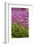 Bed of Purple Tulip Flowers-Richard T. Nowitz-Framed Photographic Print