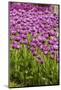 Bed of Purple Tulip Flowers-Richard T. Nowitz-Mounted Photographic Print