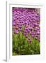 Bed of Purple Tulip Flowers-Richard T. Nowitz-Framed Photographic Print