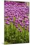 Bed of Purple Tulip Flowers-Richard T. Nowitz-Mounted Photographic Print