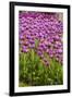 Bed of Purple Tulip Flowers-Richard T. Nowitz-Framed Photographic Print