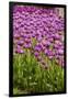 Bed of Purple Tulip Flowers-Richard T. Nowitz-Framed Photographic Print