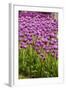 Bed of Purple Tulip Flowers-Richard T. Nowitz-Framed Photographic Print