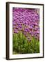 Bed of Purple Tulip Flowers-Richard T. Nowitz-Framed Photographic Print