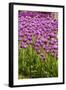 Bed of Purple Tulip Flowers-Richard T. Nowitz-Framed Photographic Print