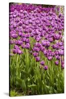 Bed of Purple Tulip Flowers-Richard T. Nowitz-Stretched Canvas